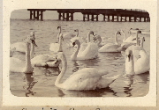 AR_1981_176_1_184.jpg