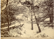 AR_1981_176_1_444.jpg