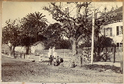 AR_1981_176_1_447.jpg