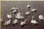 AR_1981_176_1_450.jpg