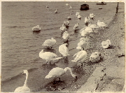 AR_1981_176_1_451.jpg