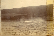 AR_1981_176_1_479.jpg