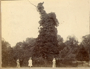 AR_1981_176_1_497.jpg