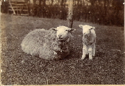 AR_1981_176_2_089.jpg