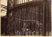 AR_1981_176_2_120.jpg