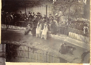 AR_1981_176_2_122.jpg