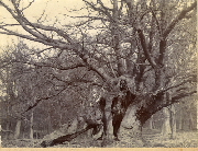 AR_1981_176_2_162.jpg