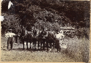 AR_1981_176_2_245.jpg