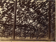 AR_1981_176_2_366.jpg