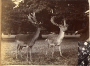 AR_1981_176_2_379.jpg