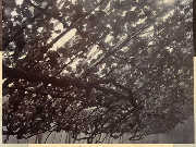 AR_1981_176_2_381.jpg