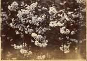 AR_1981_176_2_386.jpg
