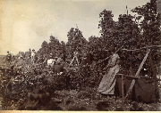 AR_1981_176_2_422.jpg