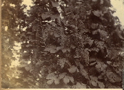 AR_1981_176_2_424.jpg