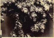 AR_1981_176_2_425.jpg